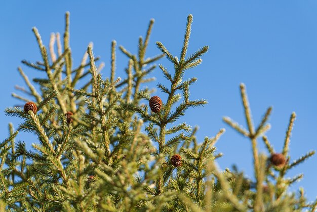 natural evergreen branches with cones of xmas tree in pine forest. beautiful fir branches ready for festive ornament for happy new year, christmas holiday