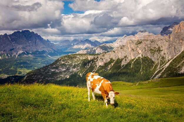 Природный ландшафт сельскохозяйственных угодий с коровой в горах Альп Производство знаменитого эко-молока