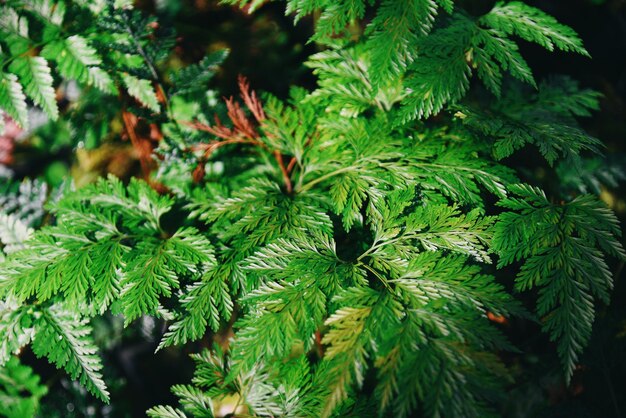 Foglia di felce naturale, bellissimo sfondo realizzato con giovani foglie di felce verde