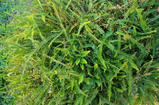 Natural Fern Leaves texture background wallpaper