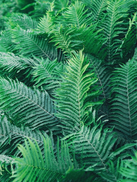 Natural fern leaves