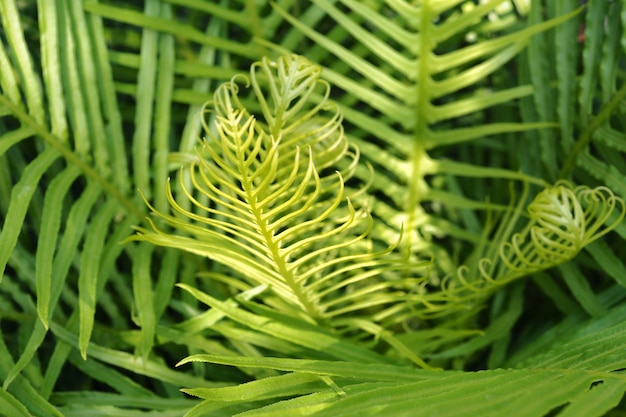 Foto la felce naturale strutturata, bella felce verde lascia la priorità bassa.