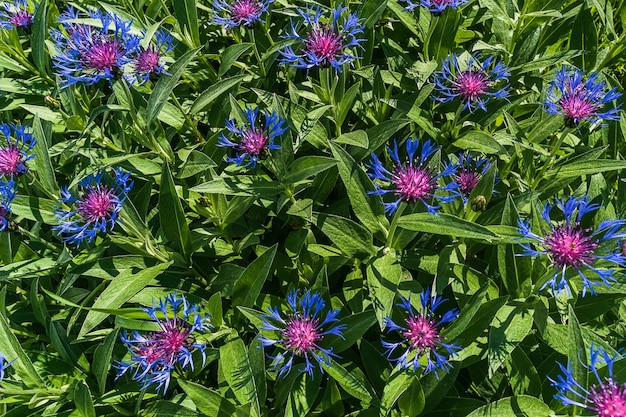 Natural first summer flower and leaves background.