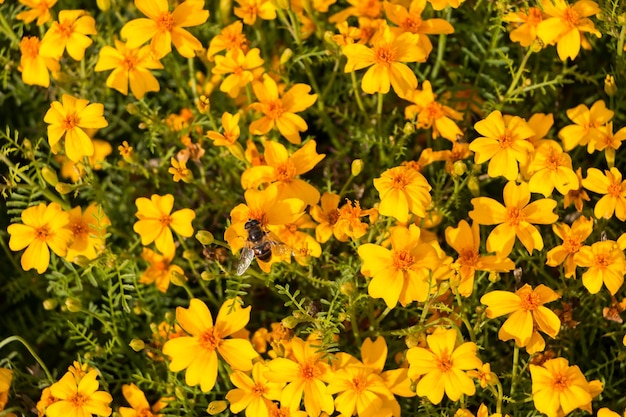 natural floral background, small yellow flowers on the field.  a bee pollinates a flower.