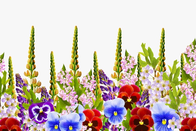 Foto sfondo floreale naturale di fiori vibranti isolati su sfondo bianco germoglio di fiori selvatici d'estate fiore selvatico viola