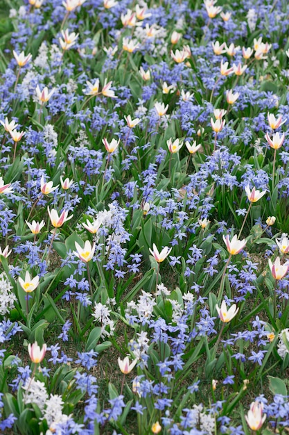 自然の花の背景