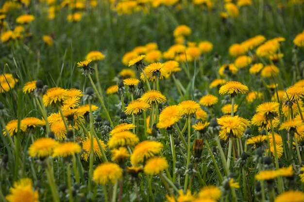 フィールドの自然な花の春の背景黄色のタンポポ