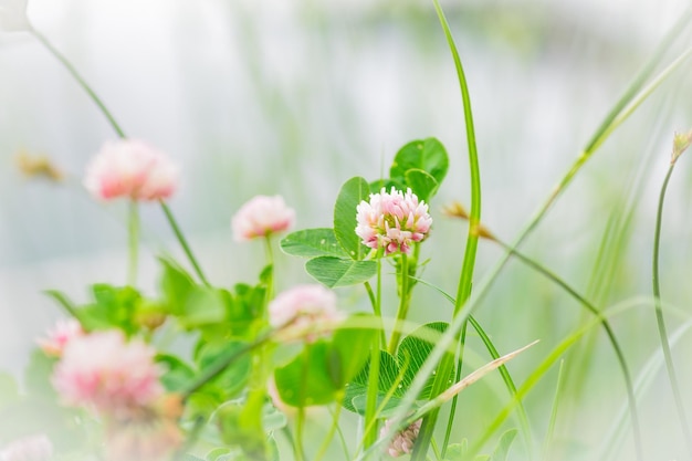 Natural flower background blooming pink clover in spring soft focus