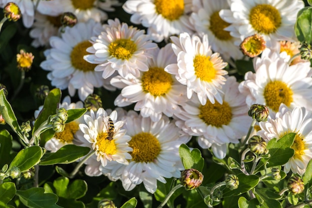 自然の花の背景。ヒナギクの接写、ミツバチが受粉する