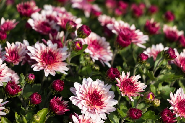 自然の花の背景。白とピンクの菊の花のクローズ アップ