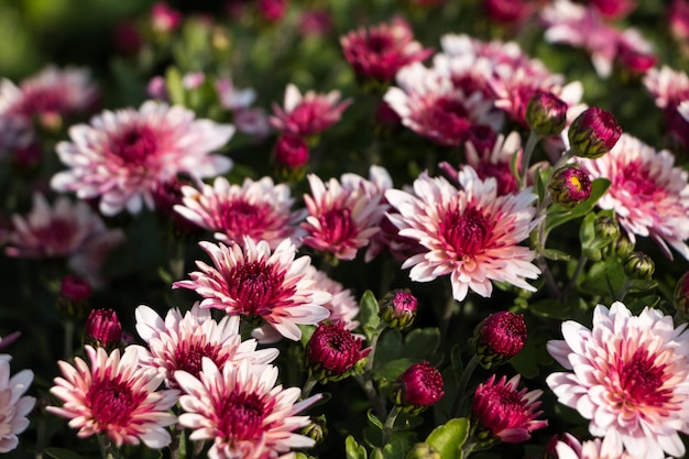 自然の花の背景。白とピンクの菊の花のクローズ アップ