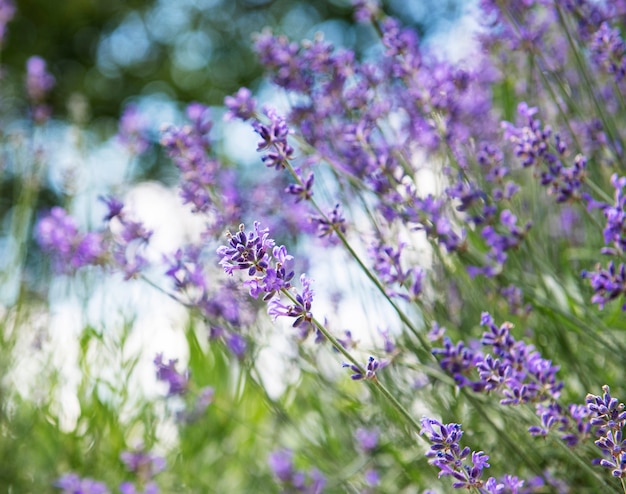 Sfondo di fiori naturali, vista della natura dei fiori di lavanda viola in fiore nel giardino.