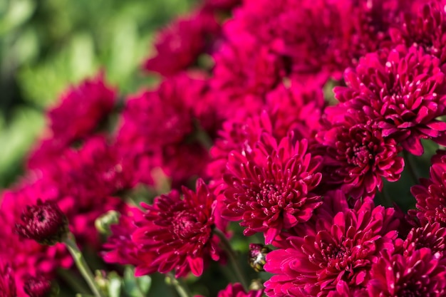 自然の花の背景。ピンクの菊の花をクローズ アップ