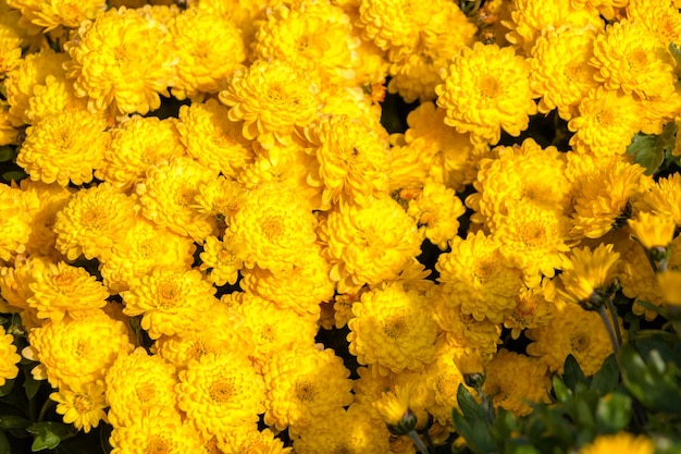 自然の花の背景。黄色の菊の花をクローズ アップ