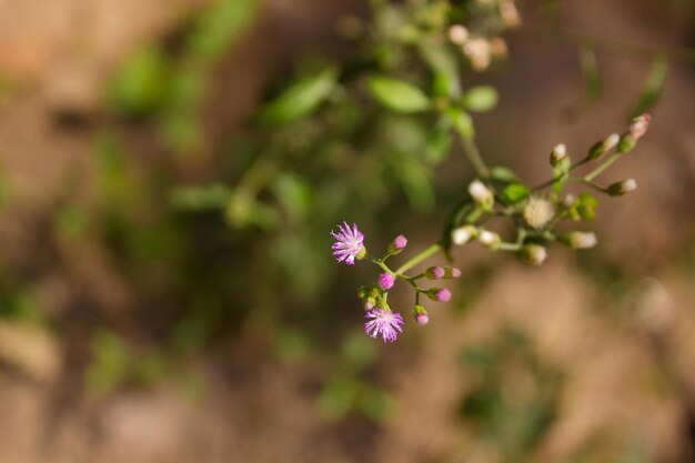 Natural flower on a blurred background