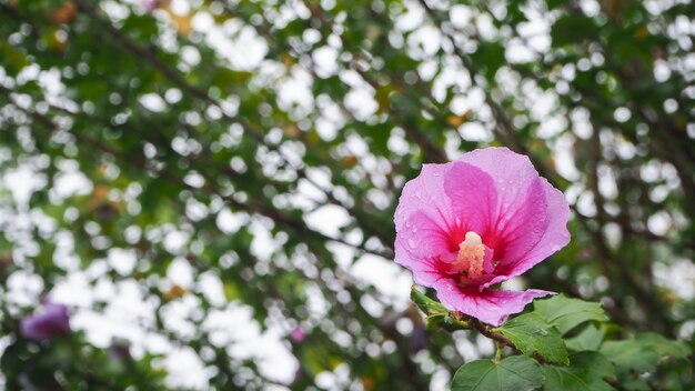 自然の花、緑の葉と露の滴それは爽やかな概念を提供します。