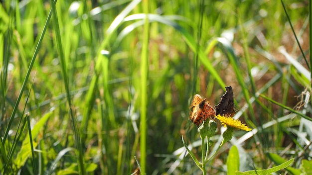 自然の花、紫、ピンク、ぼかしボケ春または夏の背景、エコロジーコンセプト