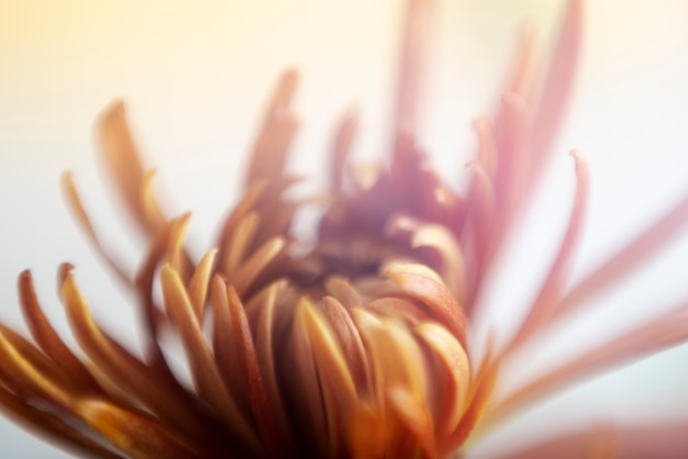 Photo natural flower with blur effect