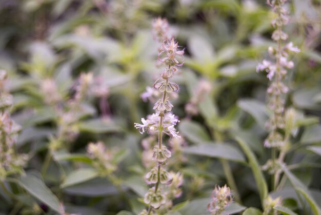 Natural flowers close up