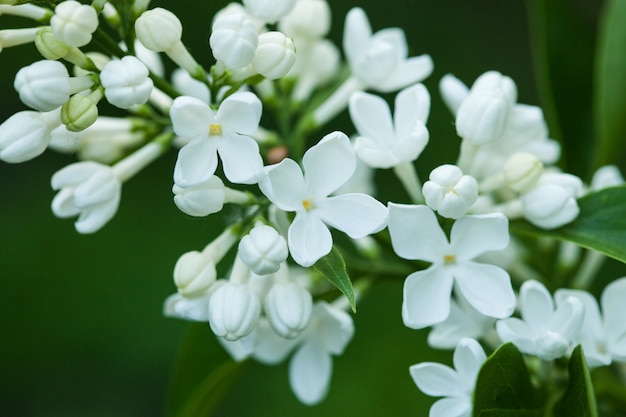 自然の花。