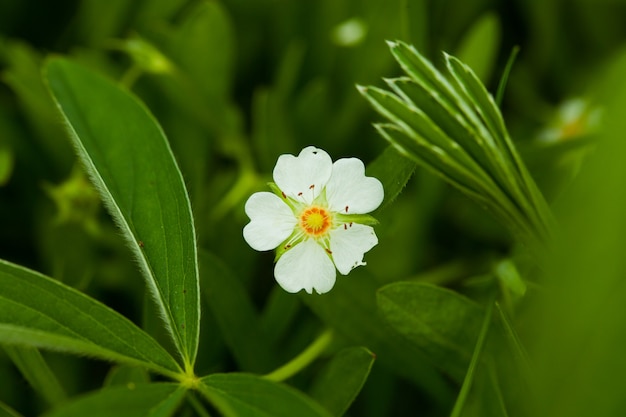 Natural flowers.