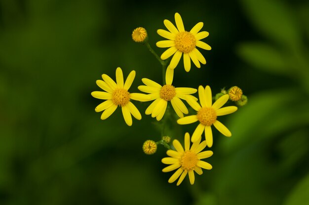 自然の花。