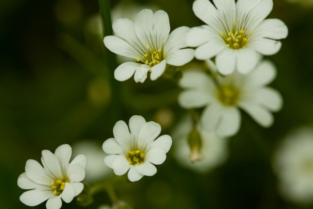 自然の花。