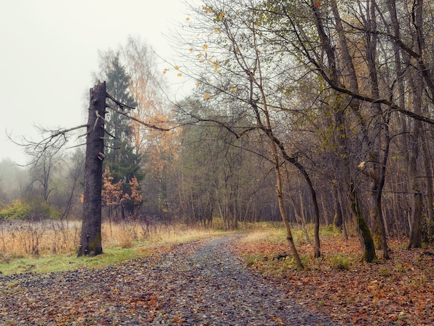 Natural foggy autumn landscape with broken pine tree. Soft focus.