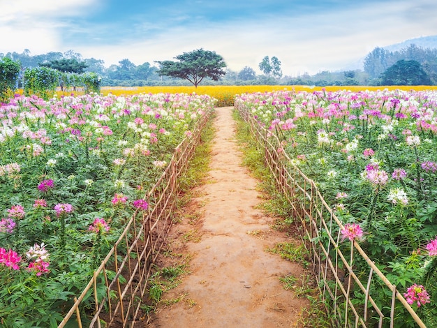 Natural footpath and bamboo fence with Cleome spinosa flowers over blue sky. Summer or springtime meadow background.