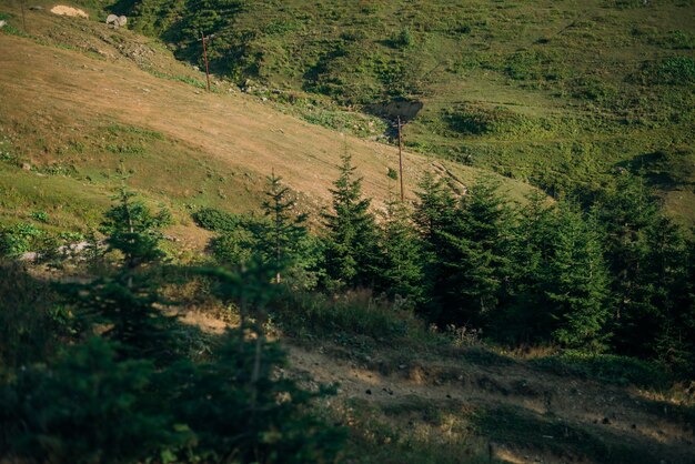 Natural Forest of Spruce Trees, summer green spruce trees, rural landscape, beautiful nature scenery