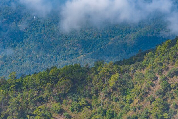 Natural Forest of tropical Trees, Sunbeams through Fog create mystic Atmosphere