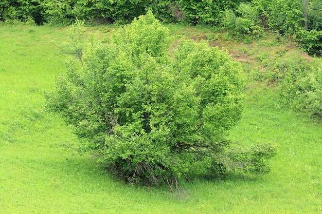 Photo natural forest vegetation foliage of deciduous trees of temperate zone beautiful green vegetation