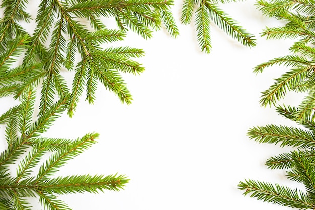 Natural frame of fresh green spruce branches on white