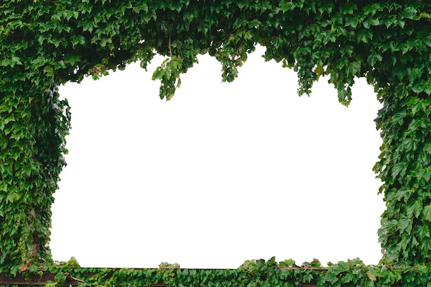 Natural frame with green leaves and white background Copy space