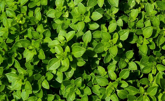 Natural fresh green basil background