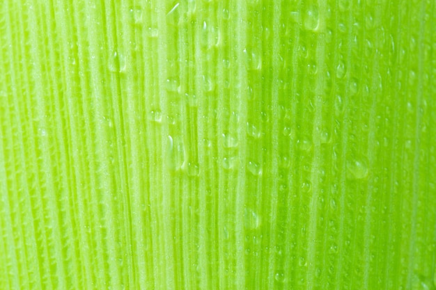 Natural fresh green corn cob skin texture macro photography nature abstract background