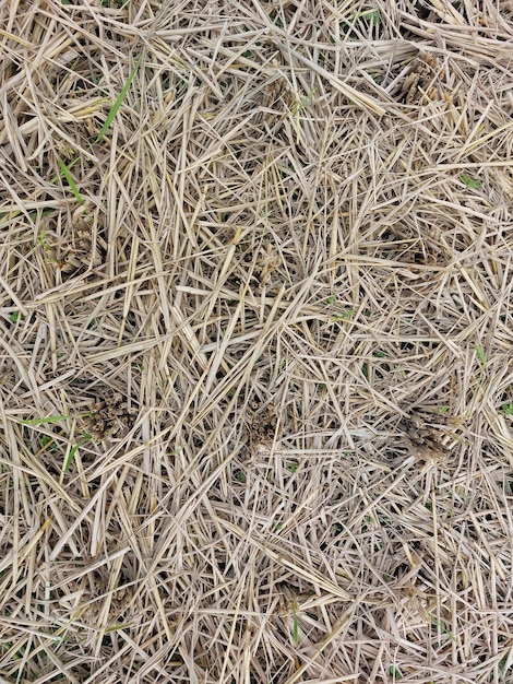 Natural fresh rice straw background Top view