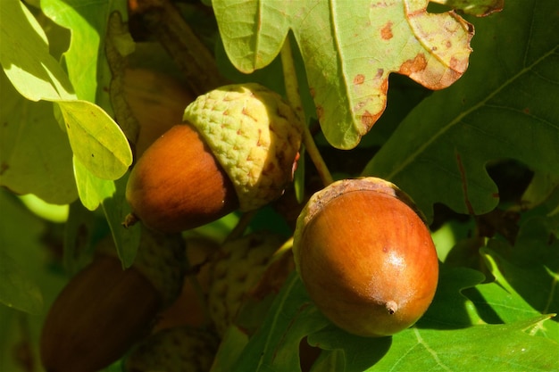 Photo natural fruits at the tree