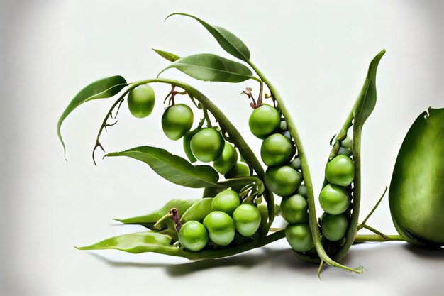 Natural Garden green peas pods on white background