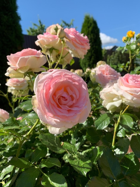 Природный ландшафт сада на летней клумбе с розами в саду, растущими цветами
