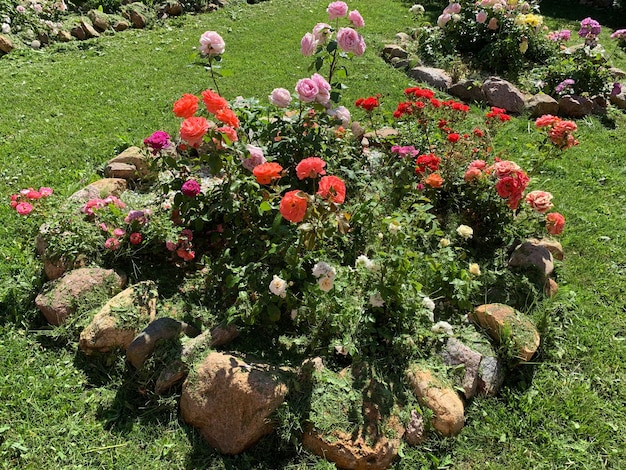 Natural garden landscape in summer flowerbed with roses in garden growing flowers