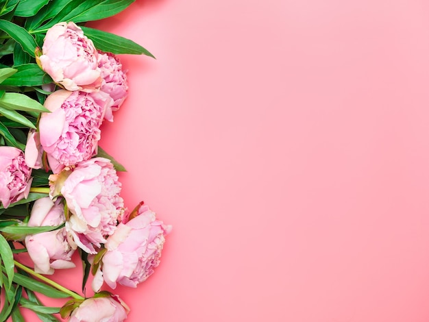 Natural garden pink peonies on a pink background