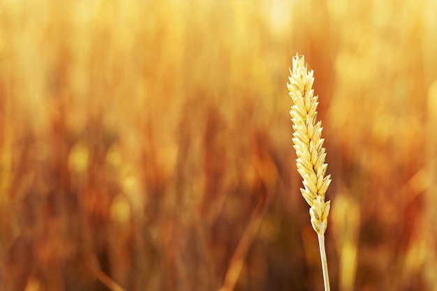 Foto oro naturale spiga di grano (da vicino) alla calda luce del sole. tempo di raccolta autunnale.