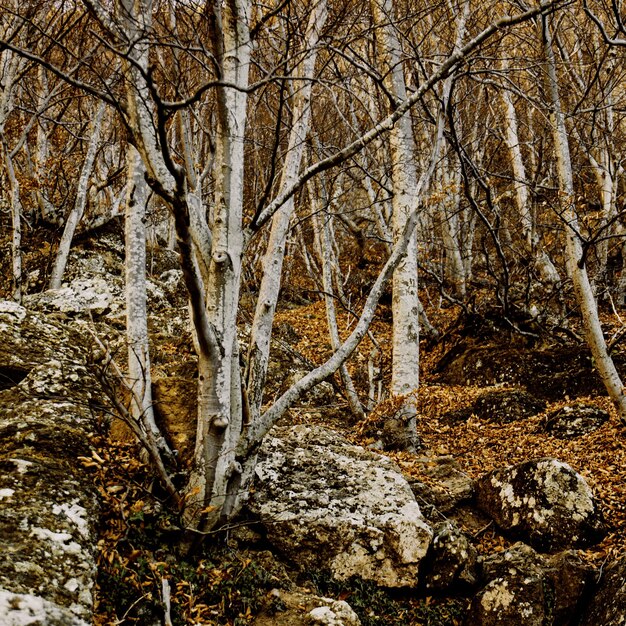 Natural gothic background with dark mystical autumn forest