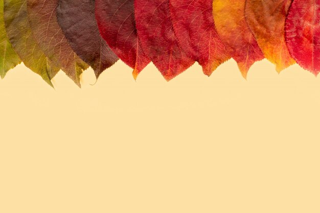 Photo natural gradation fallen leaves