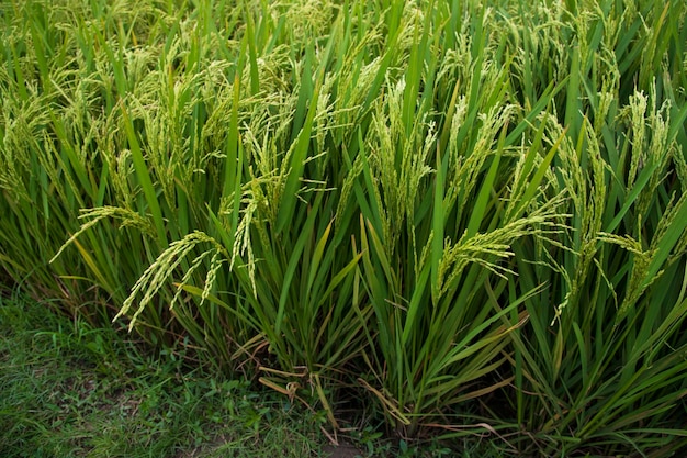 Natural Grain rice field agriculture landscape concept