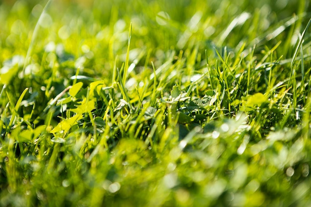 Foto erba naturale da vicino