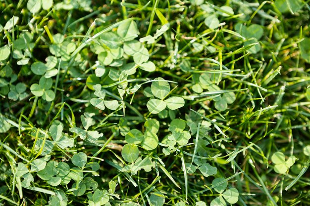 Natural grass close up