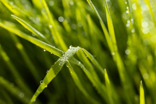 Foto erba naturale da vicino