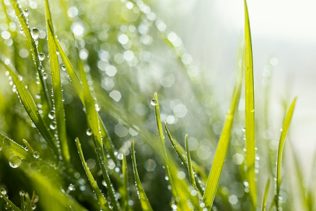 Natural grass close up